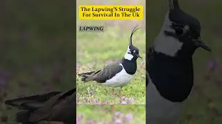 Lapwing: The Decline of a Once-Common UK Bird #evolutioninsights #wildlife #speciesdiversity