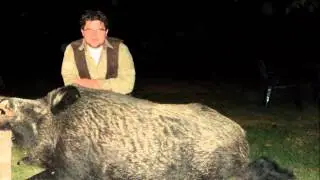 Wild boar hunting - Monster wild boar - Kapitale Keiler