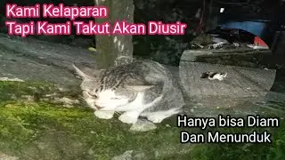 Kedatangan Kucing Liar Dan Tetangga Yang Kelaparan 