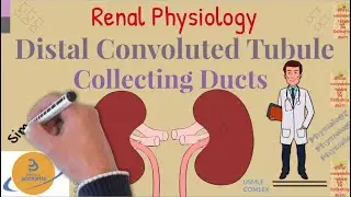 Distal Convoluted Tubule/Collecting Ducts|Gitelman, Liddle syndrome|Physiology USMLE, COMLEX & NCLEX