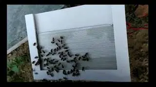 Bee Venom Collector