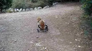 Canopolis- Valentin carrera a 4 patas