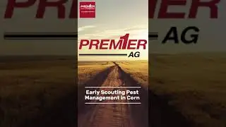 early scouting pest management in corn