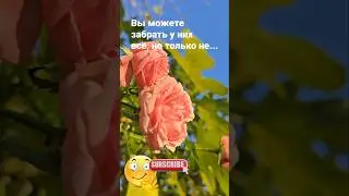 Вы можете забрать у них всё, но только не... / 7659 Знаки Зодиака Гороскоп Астрология