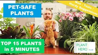 TOP 15 PET SAFE Approved Non-Toxic PLANTS in 5 Minutes! Plant Hero Suggestions! + ASPCA Link