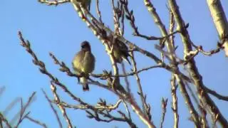 Calls Cedar Waxwing