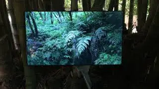 Pteridophilia, 2016 (trailer) - Zheng Bo
