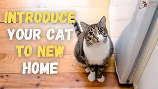 How to Introduce a Cat to a New Home when Moving?