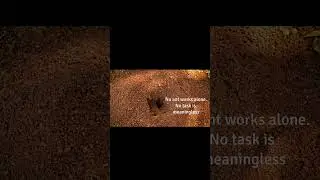 The Secret Life of Ants: Inside the World of the Ant Queen