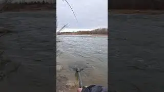 Epic spring steelhead fight
