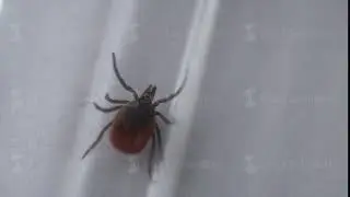 tick crawling in a box trying to get out