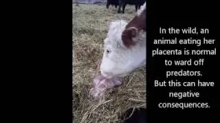 SaskVets DYK - Cows Eating Placenta