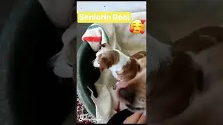 Seniorin ROSI ❤️ sucht ihr F&uuml;r-immer-Zuhause
