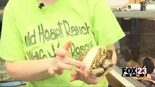 Video: Wildheart Ranch experiences busiest intake due to stormy weather