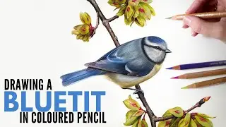 Drawing a Bluetit British Bird in Colored Pencil | Realistic Drawing | Wildlife Pencil Drawing