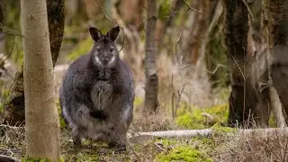 Wallabies on the Isle of Man - Hidden Issues?