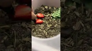 Жук трухляк ￼ кукурузный ￼