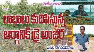 Processing of Organic Dry Anjeer| Basava Nagenderrao| cell:9640927997