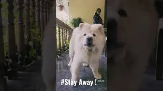Agressive Chow chow #chowchow #pet #pets #shorts #short #youtubeshort #dog #india #petlover