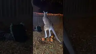 Kangaroo Kicks the Halloween Witch! | The Legendary Kick You Won&rsquo;t Believe! 🦘🎃