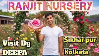 Wholesale and retail Rose nursery | Rose Plant | Online Sale | How to grow rose plant