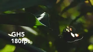 GH5 180fps -butterflies in slow motion