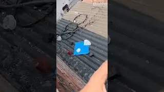 Blue kite looting #youtubeshorts #kiteflying #trending #viral #shorts #kite #kites #patang