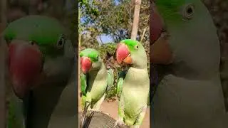 alexander baby parrot male female difference in hindi 🦜#parrot