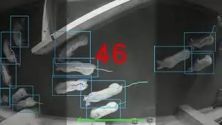 smaRt Counting - Automated pig-counting system | Syst&egrave;me de comptage pour porcs automatis&eacute;