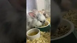Ang cute ng mga lion heads rabbits #trending #rabbit #cute #shorts