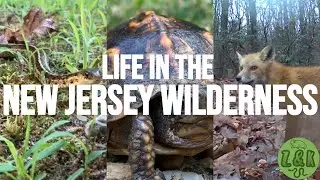 Life in the New Jersey Wilderness (Free Wildlife Docu 8:09)