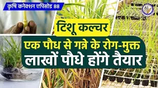 KC EP 88: एक बड से गन्ने के लाखों पौध | Tissue Culture technique in Sugarcane | RPCAU
