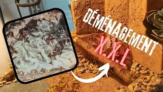 Cataglyphis velox | Je déménage cette grosse colonie dans un terra fait maison + grosse annonce.🔥