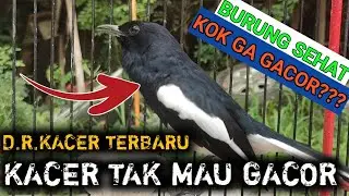 LAKUKAN INI JIKA KACERMU TAK KUNJUNG GACOR?? D.R.KACER TERBARU