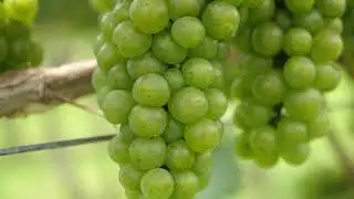 Touring Chatham Vineyards with The Ugly Oyster Company