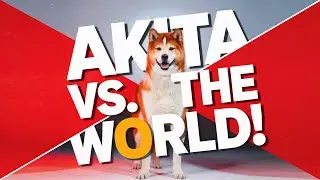 The Ultimate Guard Dog Comparison: Akita vs. The Rest