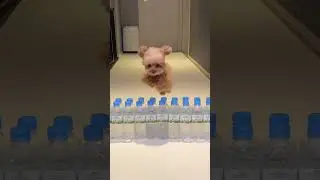 Poodle Challenge 2 | TikTok miso ara