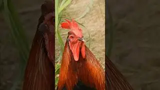 Sound of Rooster Crowing ~ Rooster video compilation 💕 🐔 🐓 #animalsounds