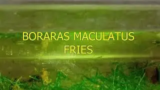Boraras Maculatus Fries