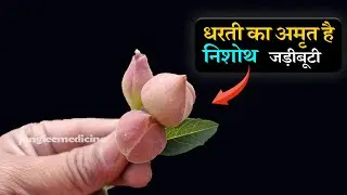 निशोथ दिव्य जड़ीबूटी जो स्त्री पुरुषों को मौत के मुंह से छीन लेती है Operculina turpethum