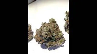 Savary aka Pink Kush by Broken Coast Cannabis