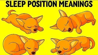 Know this before getting late😱 What Your Dog's Sleeping Position