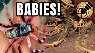 Centipede and Spider CHAOS!