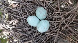 Egret Bird Nest And Eggs