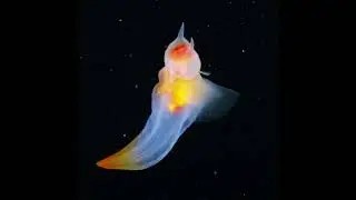 Sea Angel
