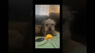 QUASO 🥐 #viral #memes #dogs #cute #meme #croissant #trendingshorts #shorts