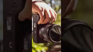 Bird music video stutas || Bird wildlife and animals video #funny #birds #birdmusic #animals #shots