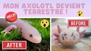 Axo News #9 My axolotl is becoming terrestrial!!! What is Metamorphosis?
