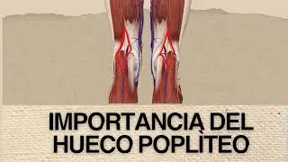 EP-2 HUECO POPLÌTEO, IMPORTANCIA, LÌMITES Y CONTENIDO