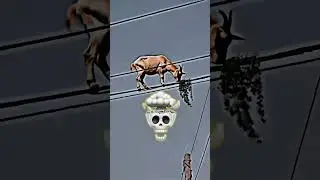 Unbelievable! Goat Balances on a Thin Wire Like a Circus Pro 🐐😱